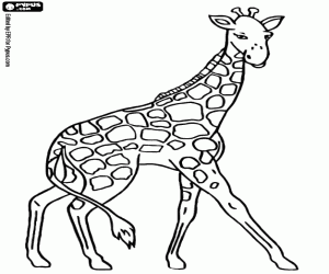 desenho de Uma girafa adulta para colorir