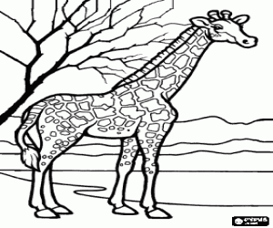 desenho de Girafa na paisagem para colorir