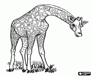 desenho de Girafa com pescoço pra baixo para colorir