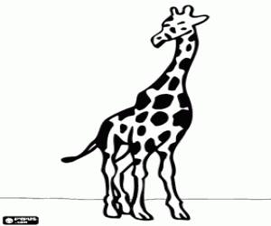 desenho de Uma girafa, vista frontal para colorir