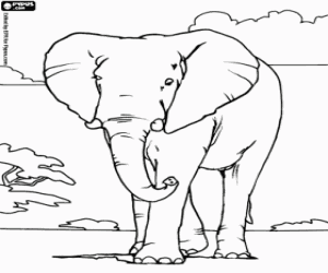 desenho de Grande elefante na savana para colorir