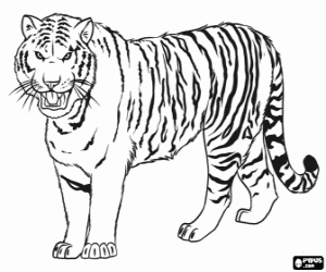 desenho de O grande tigre siberiano para colorir