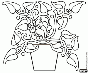 desenho de Heras, hedera em um vaso para colorir