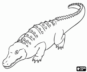 desenho de Jacaré americana, um crocodilo para colorir