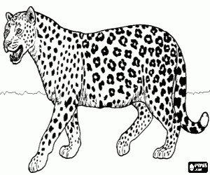 desenho de Jaguar - Onça-pintada para colorir