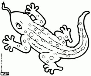 desenho de Lagarto com língua comprida para colorir