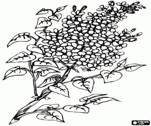 desenho de Lilás em flor para colorir