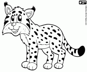 desenho de Lince, felino para colorir