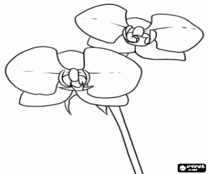 desenho de Lindas flores de orquídea para colorir