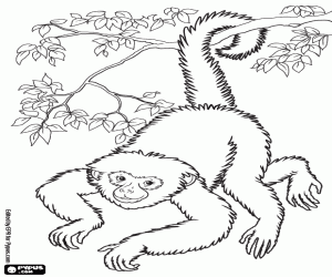 desenho de Um macaco de cabeça para baixo para colorir