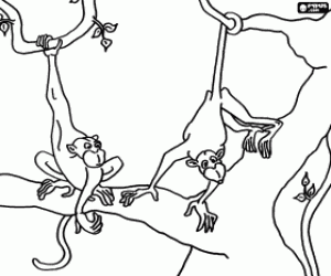 desenho de Dois macacos nos galhos da árvore para colorir