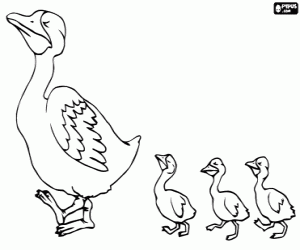 desenho de Mamãe pato e seus patinhos para colorir
