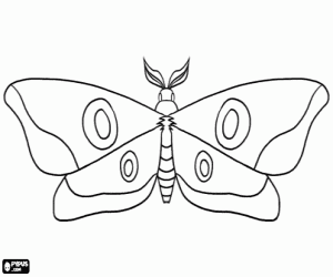 desenho de Uma mariposa, uma borboleta noturna para colorir