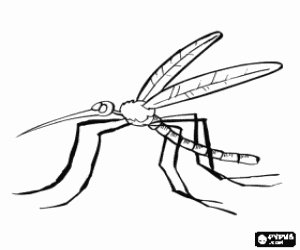desenho de Um mosquito, um inseto para colorir