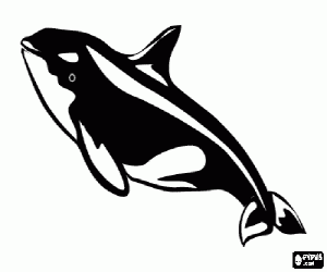 desenho de Orca, um cetáceo para colorir