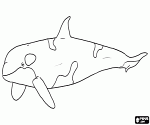 desenho de Uma orca, um mamífero marinho para colorir