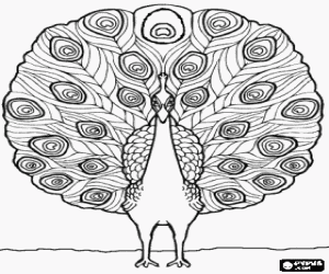 desenho de Pavão que mostra sua plumagem para colorir