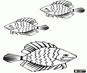 desenho de Peixes com grandes barbatanas para colorir