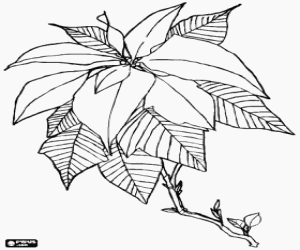 desenho de Poinsettia, a flor de Natal para colorir