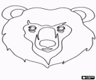 Cara do urso