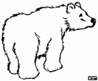 Urso polar