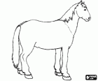 Cavalo