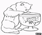 Gato mirando um peixe nadando em um aquário