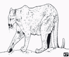 Suçuarana, puma, leão-da-montanha, cougar, jaguaruna, onça-parda, um grande felino solitário