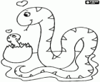 Serpente fêmea com sua cria apenas depois de quebrar a casca do ovo