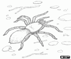 Uma tarântula ou caranguejeira, uma grande aranha, com pernas longas cheias de pelos