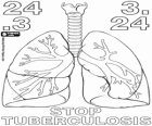 Dia Mundial da tuberculose, 24 de Março. Pulmões