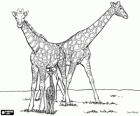 Família de girafas, girafas adultas e girafa bebê