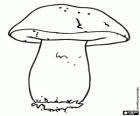 Um dos cogumelos mais apreciados, Boletus edulis