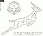 Logo da equipe de rugby da África do Sul, os springboks. Emblema, a cabra-de-leque e a protea
