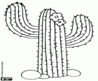 Cacto Saguaro