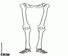 Os ossos das pernas de um corpo humano