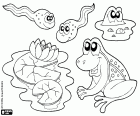 Alguns animais e plantas da lagoa, um lírio de água, um sapo, uma rã na água e dois girinos