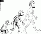 Os três primeiros estágios da evolução humana: primata hominídeo, o Australopithecus e Homo erectus