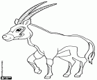 O Órix, um grande antílope, Oryx gazella. Uma espécie de antílope africano