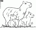As capivaras são os maiores roedores do mundo. A capivara é um mamífero semi-aquático que vivem em manadas na América do Sul
