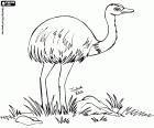 O nandu ou ema é um pássaro que não voa, uma espécie nativa da América do Sul, semelhante do avestruz e a Emu