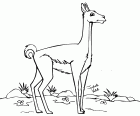 O guanaco é um animal da América do Sul que pode beber água salgada