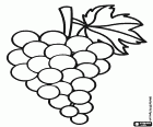 Um desenho básico de um grupo de uvas. A uva é fruto da videira. Grãos de uva formam cachos. Existem diferentes variedades de uvas