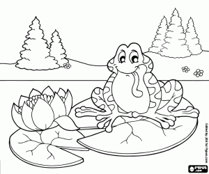 desenho de O sapo em um nenúfar-de-água para colorir
