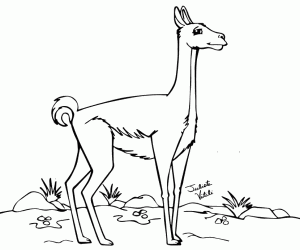 desenho de Um solitário guanaco para colorir