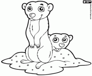 desenho de Suricates para colorir
