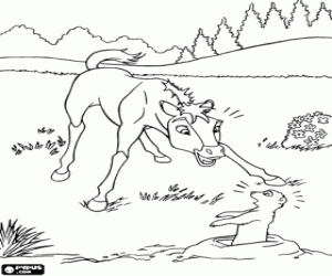 desenho de Uma surpresa para o potro Spirit para colorir