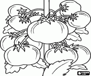 desenho de Tomateiro com seus frutos, os tomates para colorir