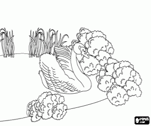 desenho de Tornou-se um cisne para colorir