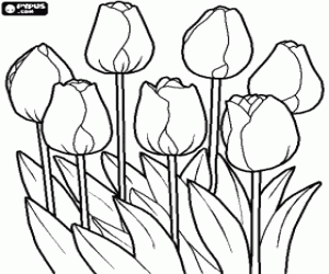 desenho de Tulipas no campo para colorir